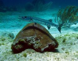 I saw numerous barracuda on my last trip to Isla Mujeres.... by Bonnie Conley 